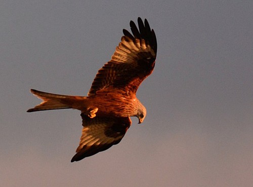 Photo 6x4 evening hunt red - evening, hunt: