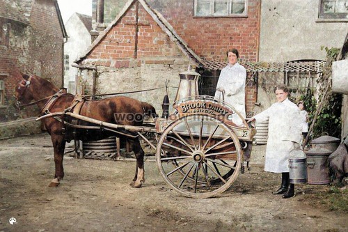 Col0076 brook dairy cart - dairy,